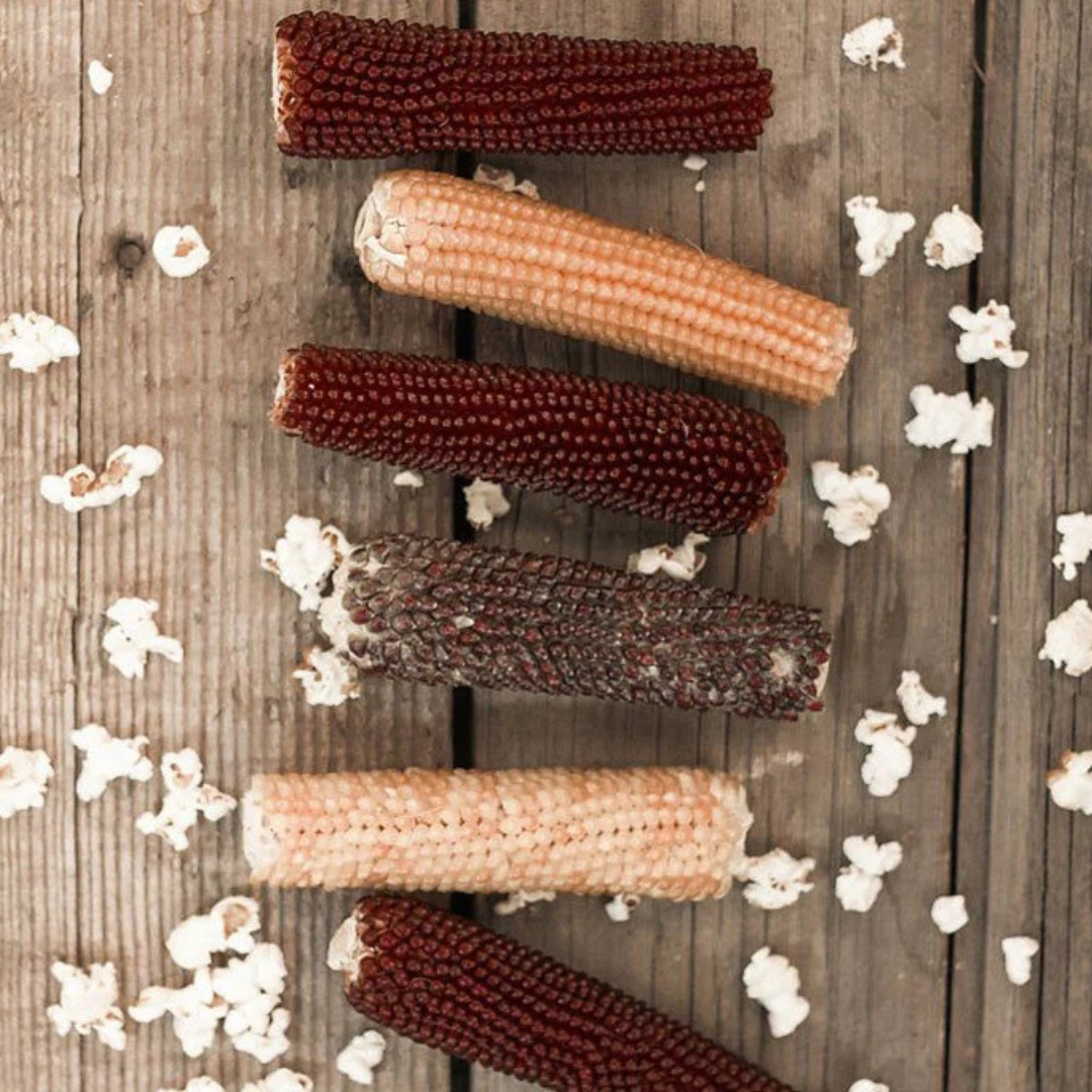 Microwave Popcorn on the Cob - Hand-Harvested & Burlap